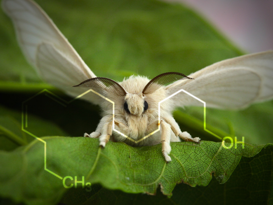 Bombykol, the first pheromone to be identified chemically, is used by male silkworm moths to attract mates. Image credit: Nikita via Flickr (modified) 