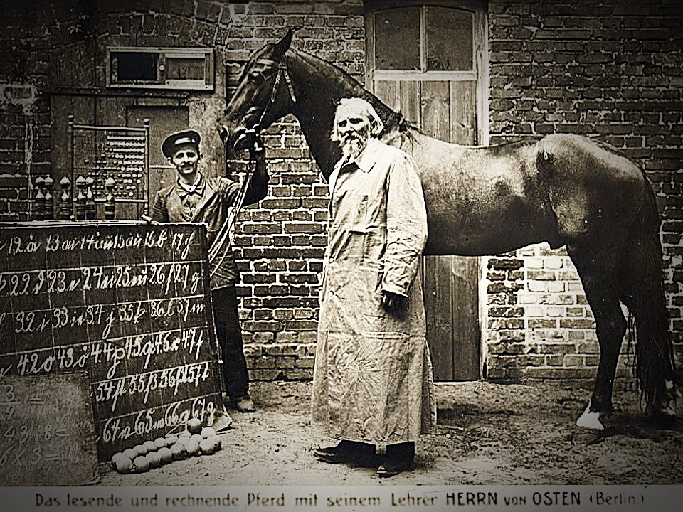 A horse is a horse, of course, of course, that is of course unless the horse is the famous Clever Hans! Image: public domain